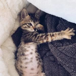 Meet your Posher, Allen